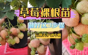 Download Video: 盆栽草莓裸根苗，定植时只要做好这3点，后期的病害就会很少