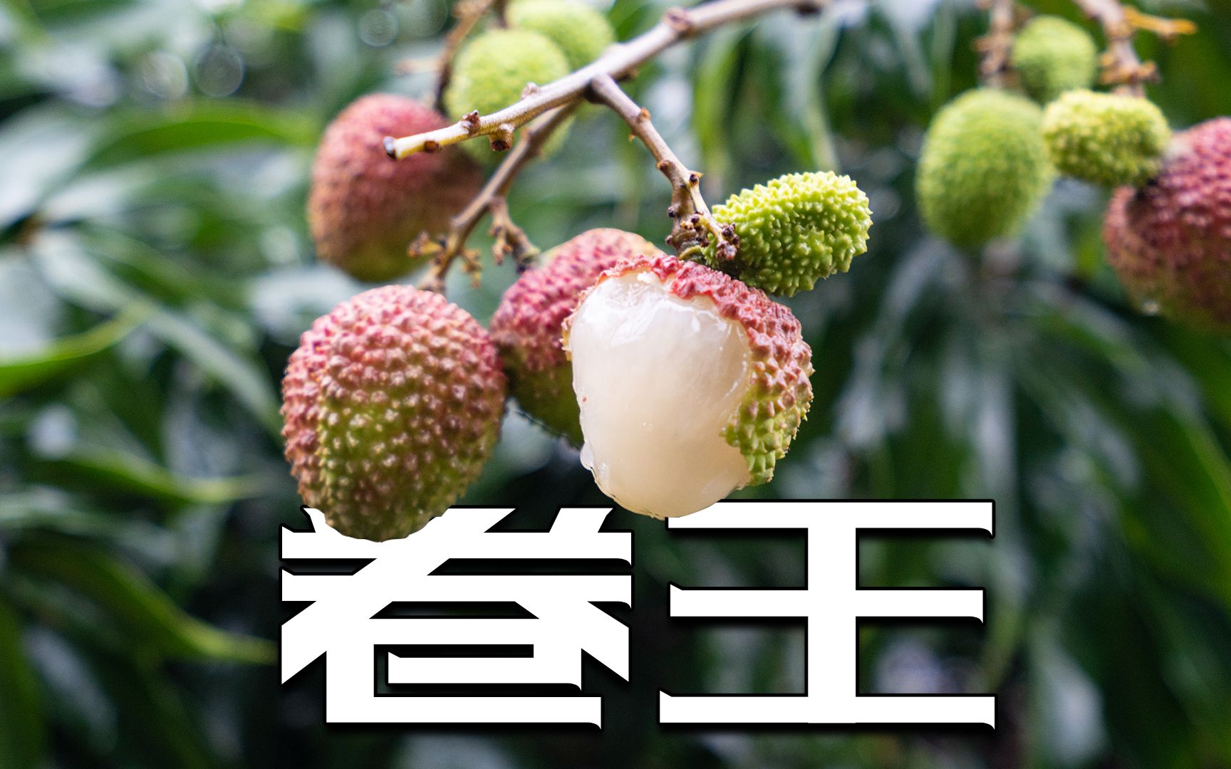 买荔枝附带小绿果？那是被它卷死的孪生弟弟！ - 哔哩哔哩