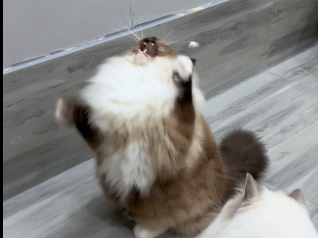 《奇奇怪怪的猫》