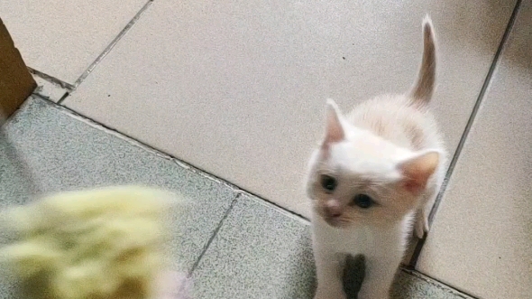 《猫咪日记》小白哔哩哔哩bilibili