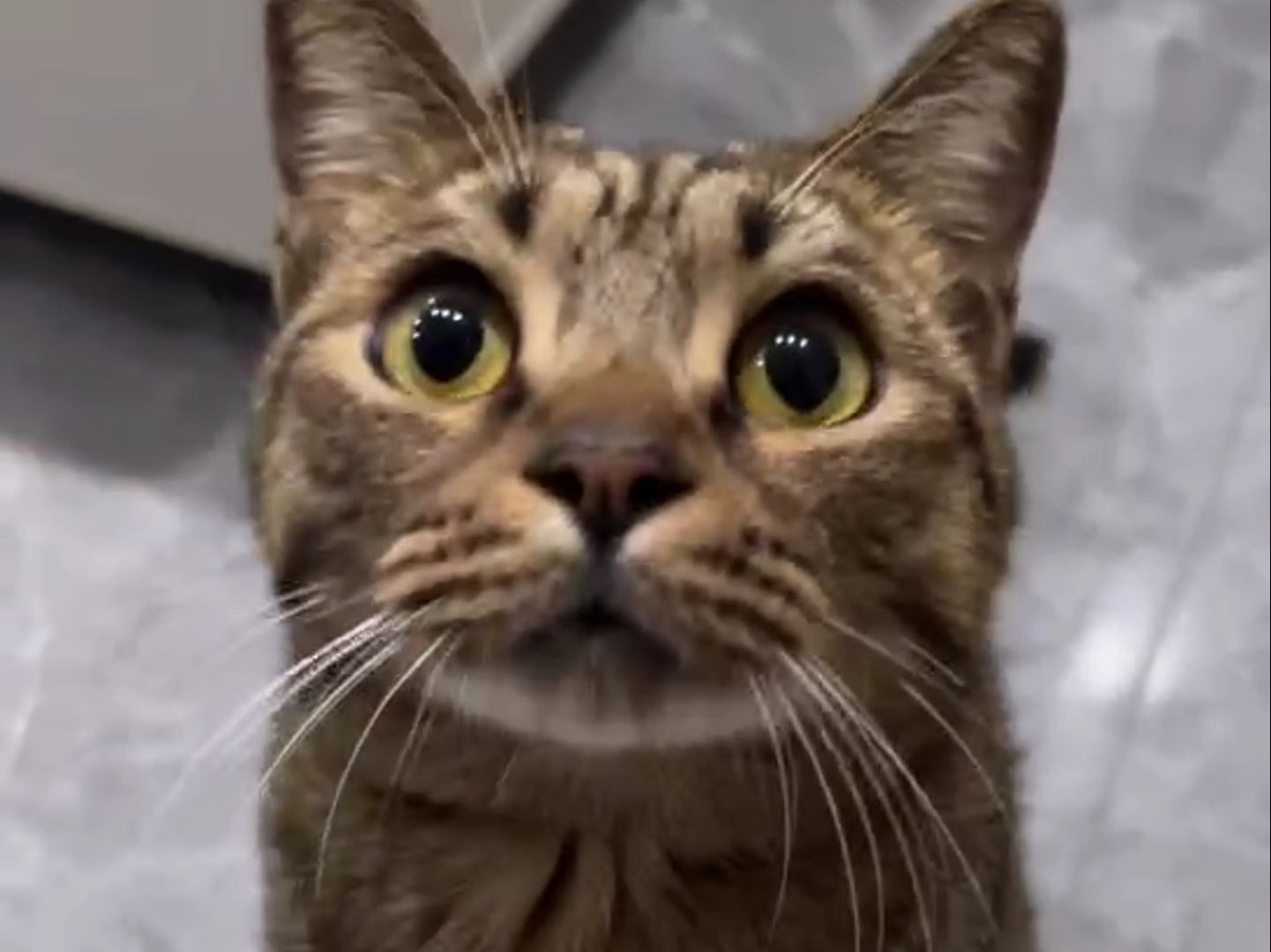 他二次蹲下的动作好好笑啊