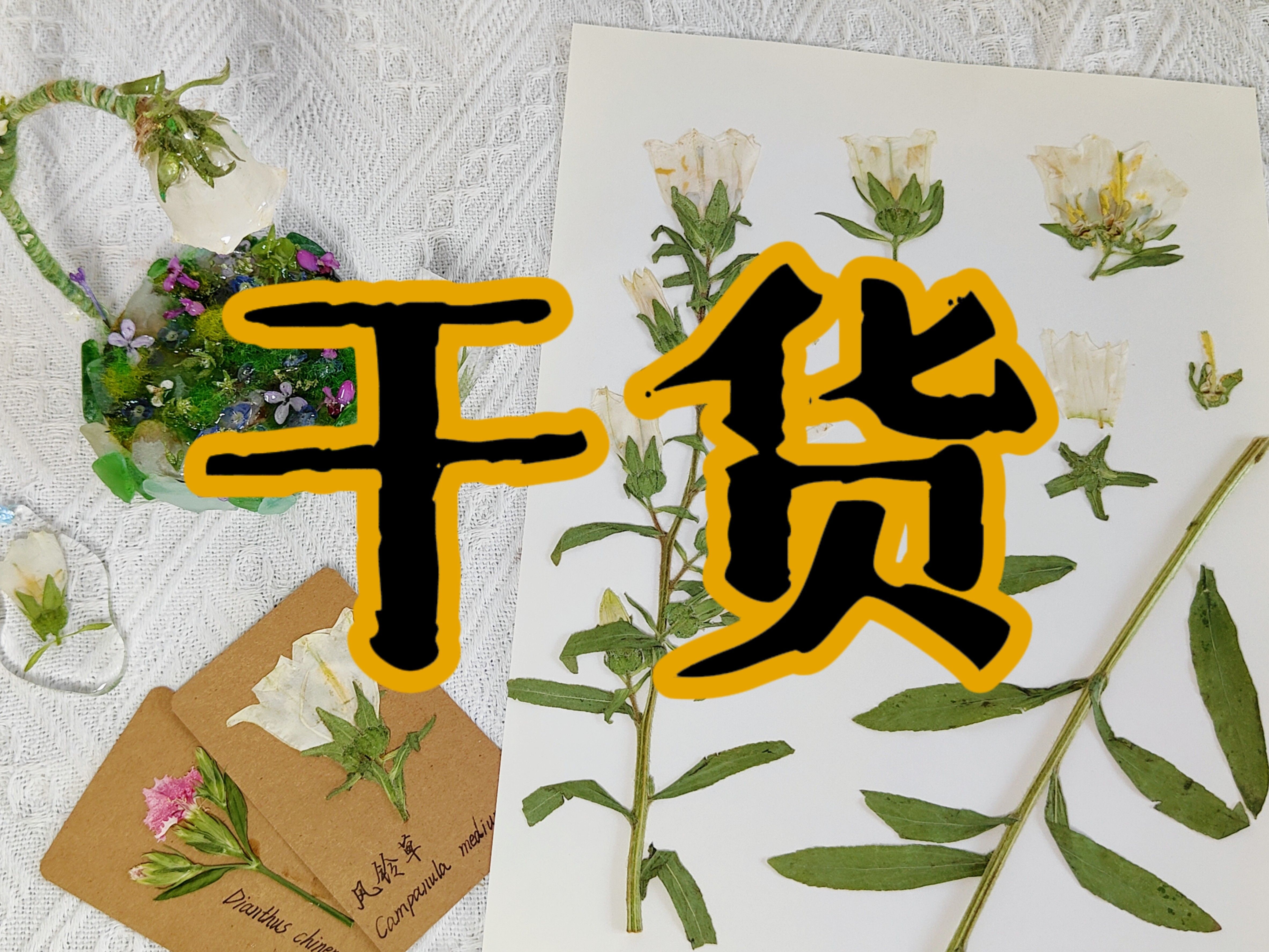 [图]干花的制作与保存 教程