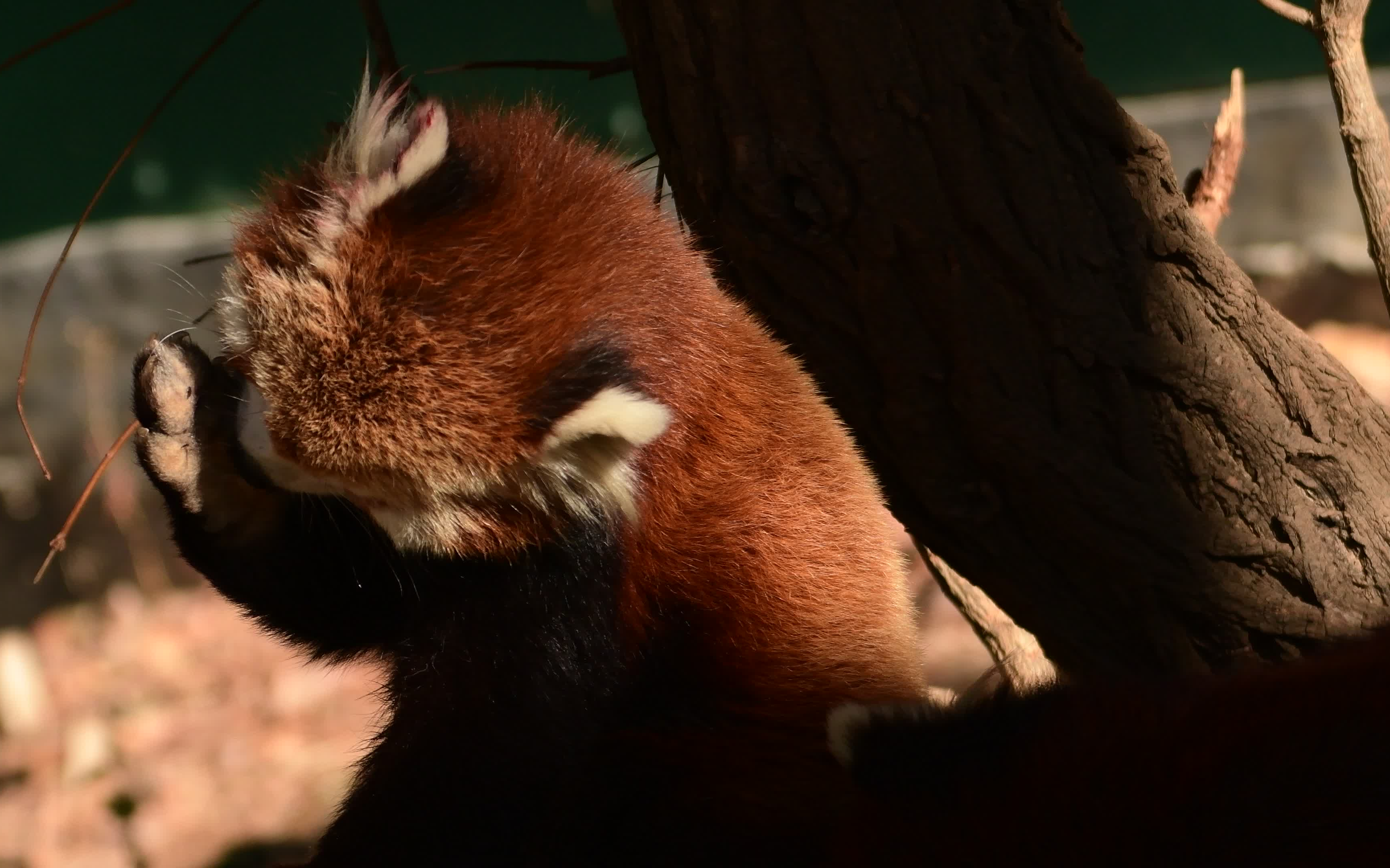 小熊猫洗脸 rua耳朵