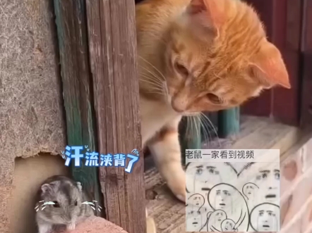 猫咪抓老鼠竟是为了和它睡觉?网友:霸道猫咪强制爱! #猫和老鼠 #猫 #动物的迷惑行为哔哩哔哩bilibili