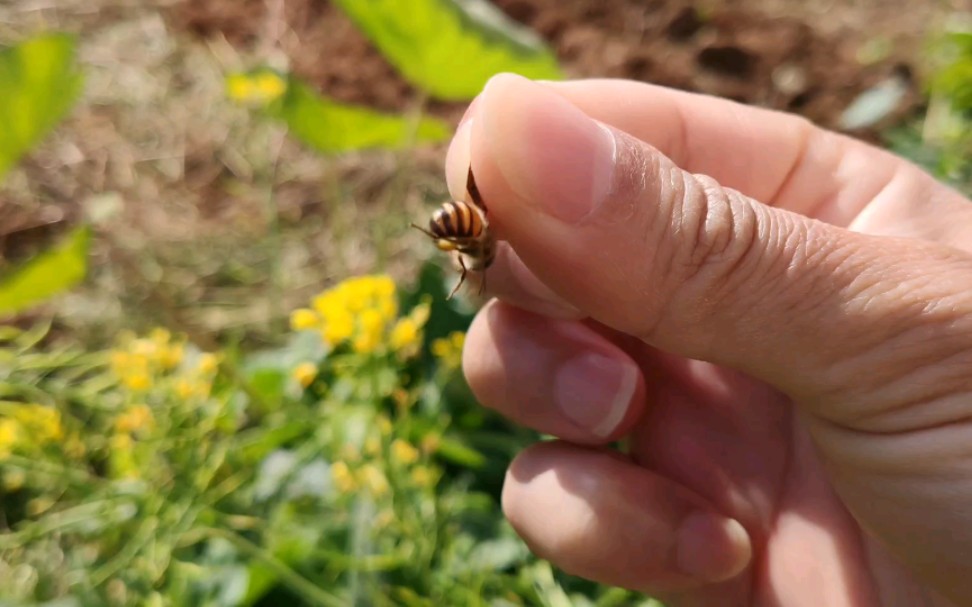 空手抓蜜蜂,请勿模仿.( 610307 06 610614 )