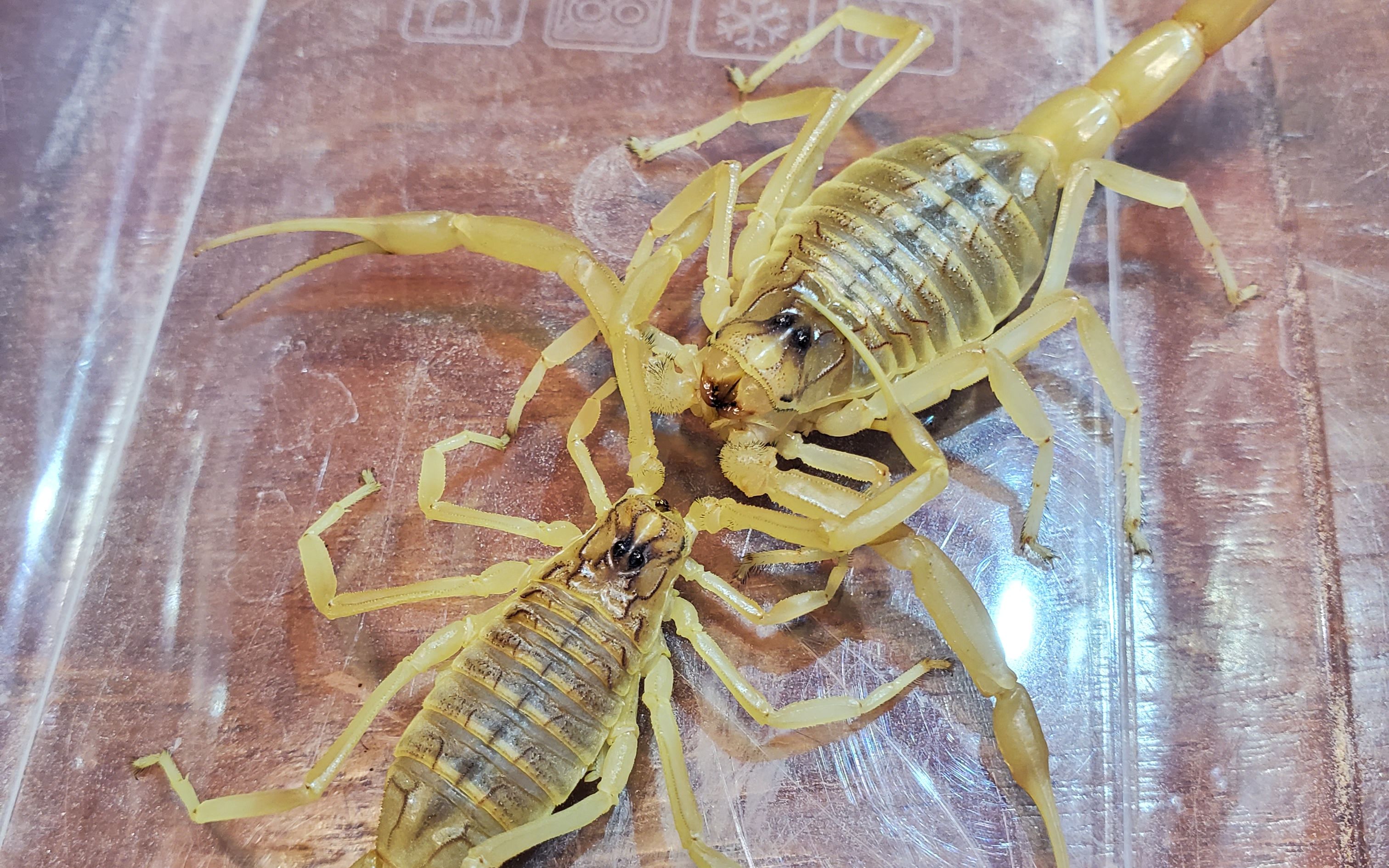 蝎:本想先晃晕再下手,结果晃着晃着把自己也晃傻了(五线滑尾蝎leiurus