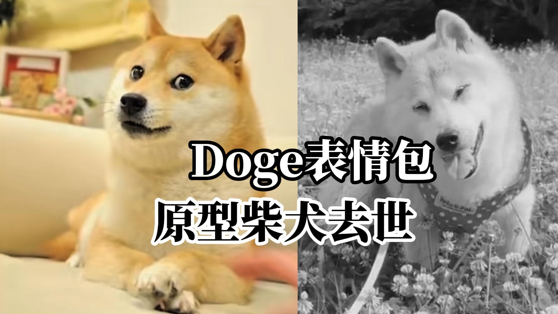 Doge表情包原型柴犬去世,曾被弃养差点遭安乐死,幸被现主人收养哔哩哔哩bilibili