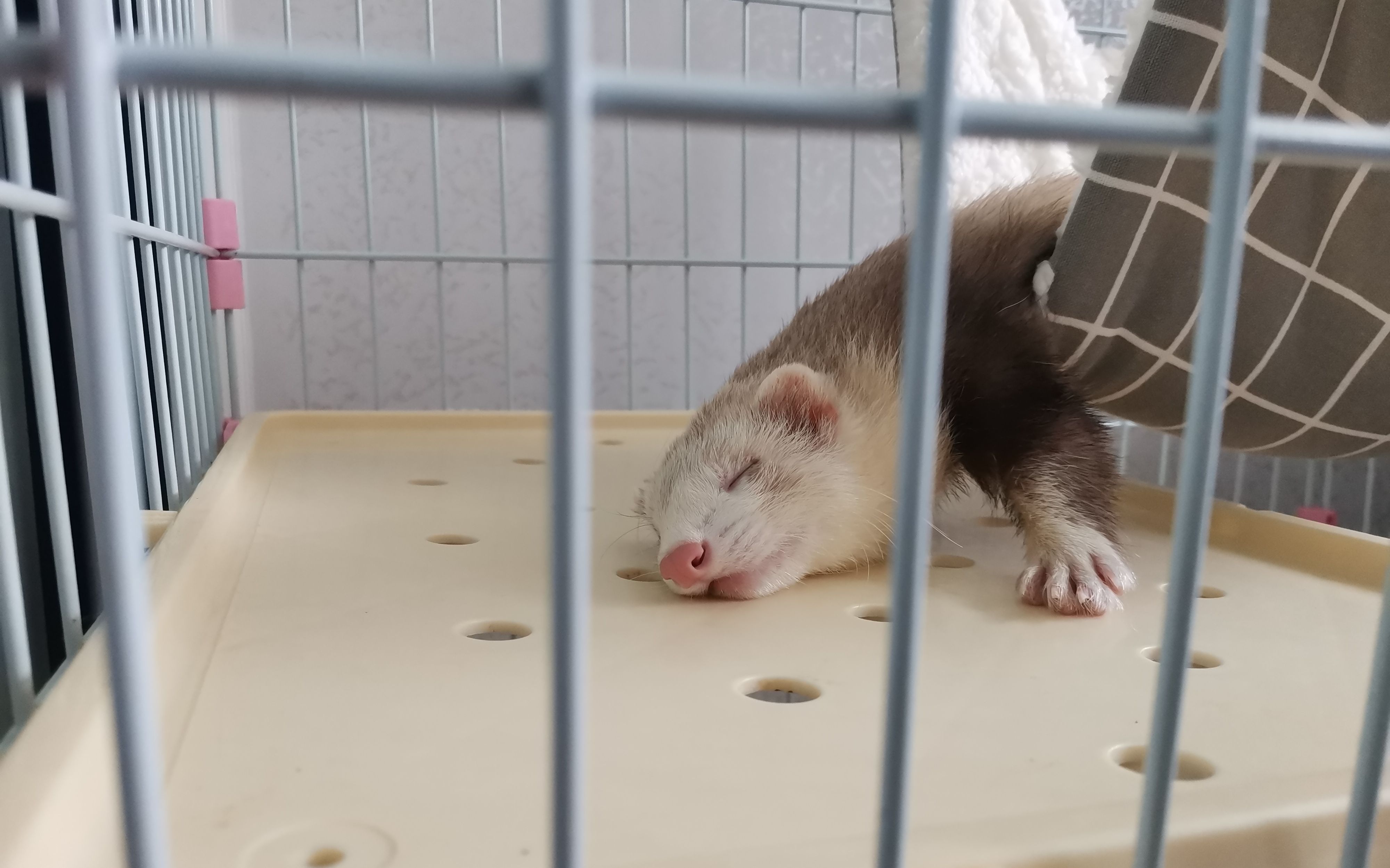 【宠物貂】家庭新成员布奇_哔哩哔哩 (゜-゜)つロ 干杯~-bilibili