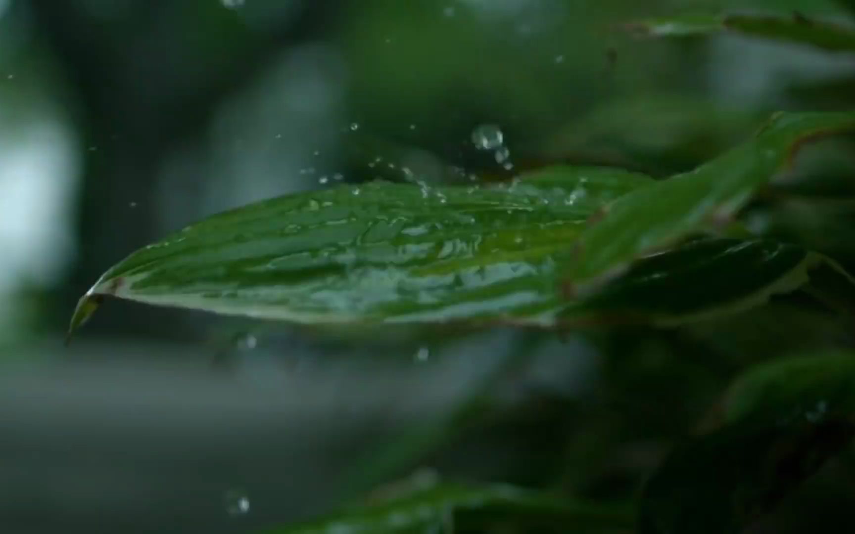 [图]【2小时】缓慢的雨打芭蕉，轻柔的雨声，让你沉沉睡去