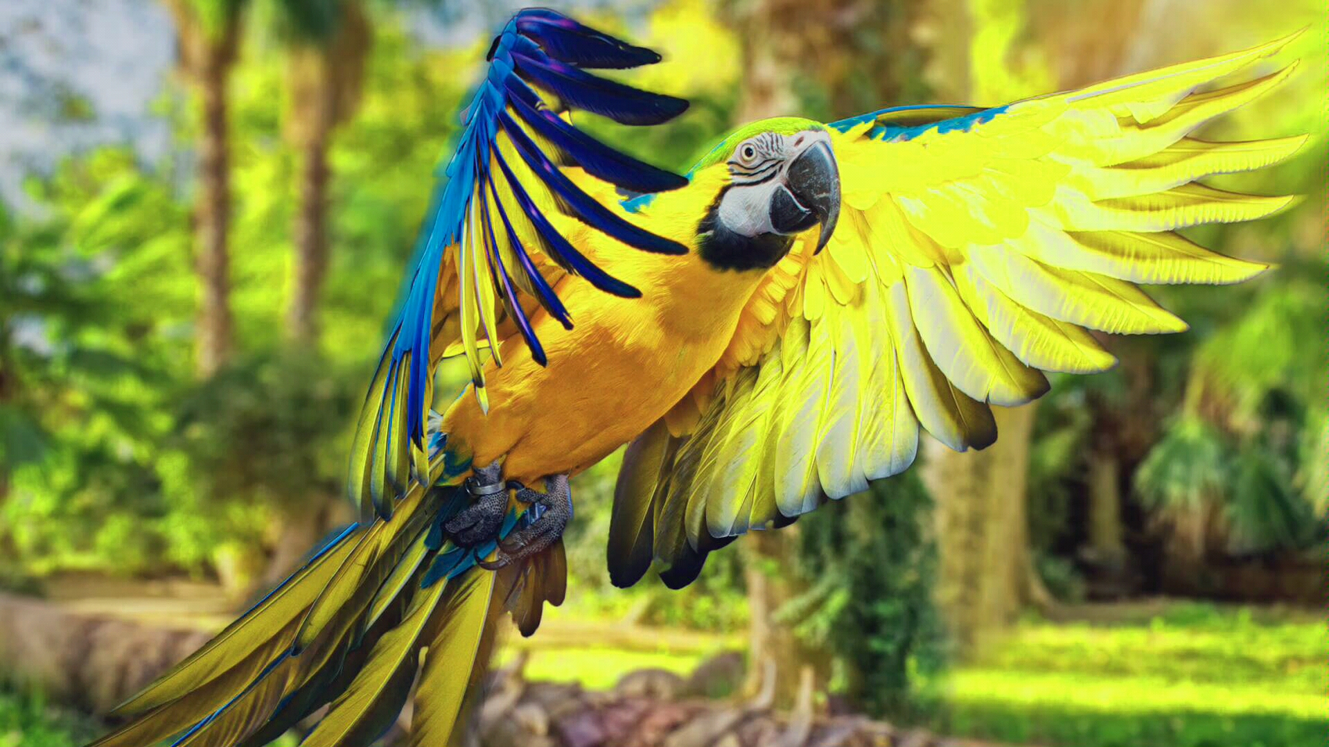 森林鹦鹉抓拍图片_哔哩哔哩 (゜-゜)つロ 干杯~-bilibili