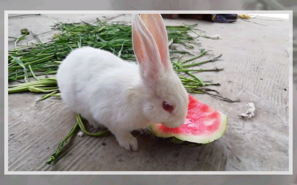 活动作品小兔子爱吃的不是胡萝卜而是吃西瓜