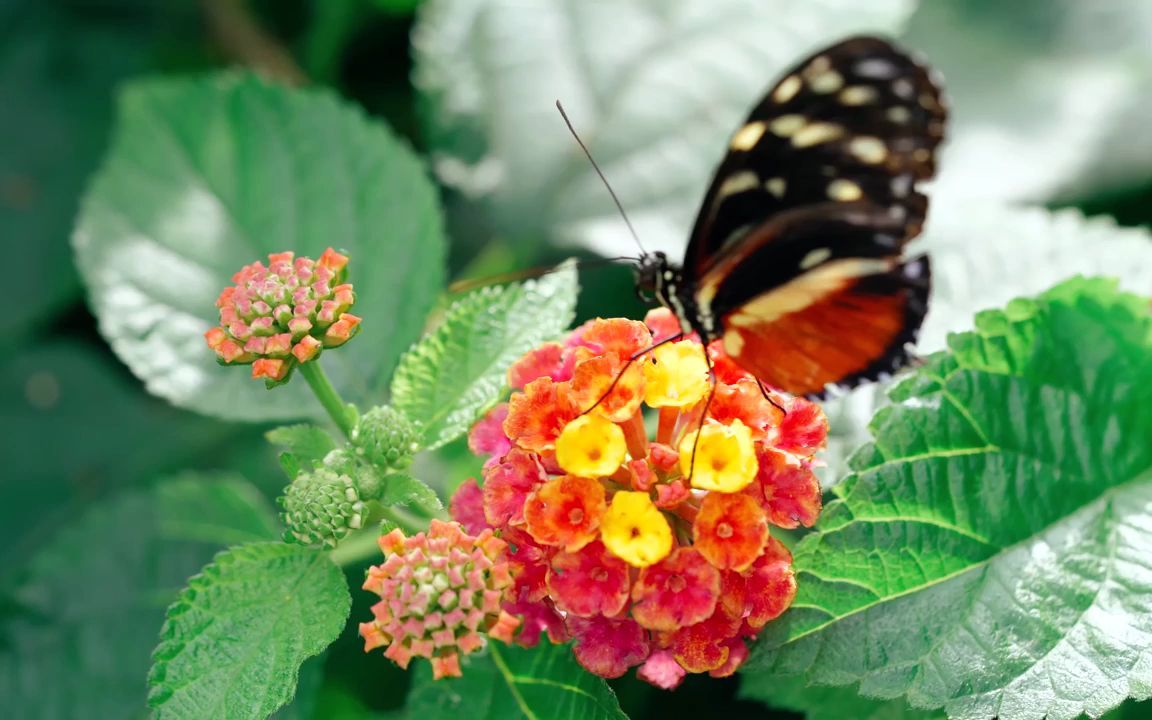 [图]e668 4K超高清画质春天大自然风光万物复苏生机勃勃植物发芽生长小草鲜花盛开粉色桃花樱花花瓣蝴蝶飞舞蝶恋花蜜蜂采蜜少儿表演节目大梦想家欢乐舞台演出歌曲配乐视频