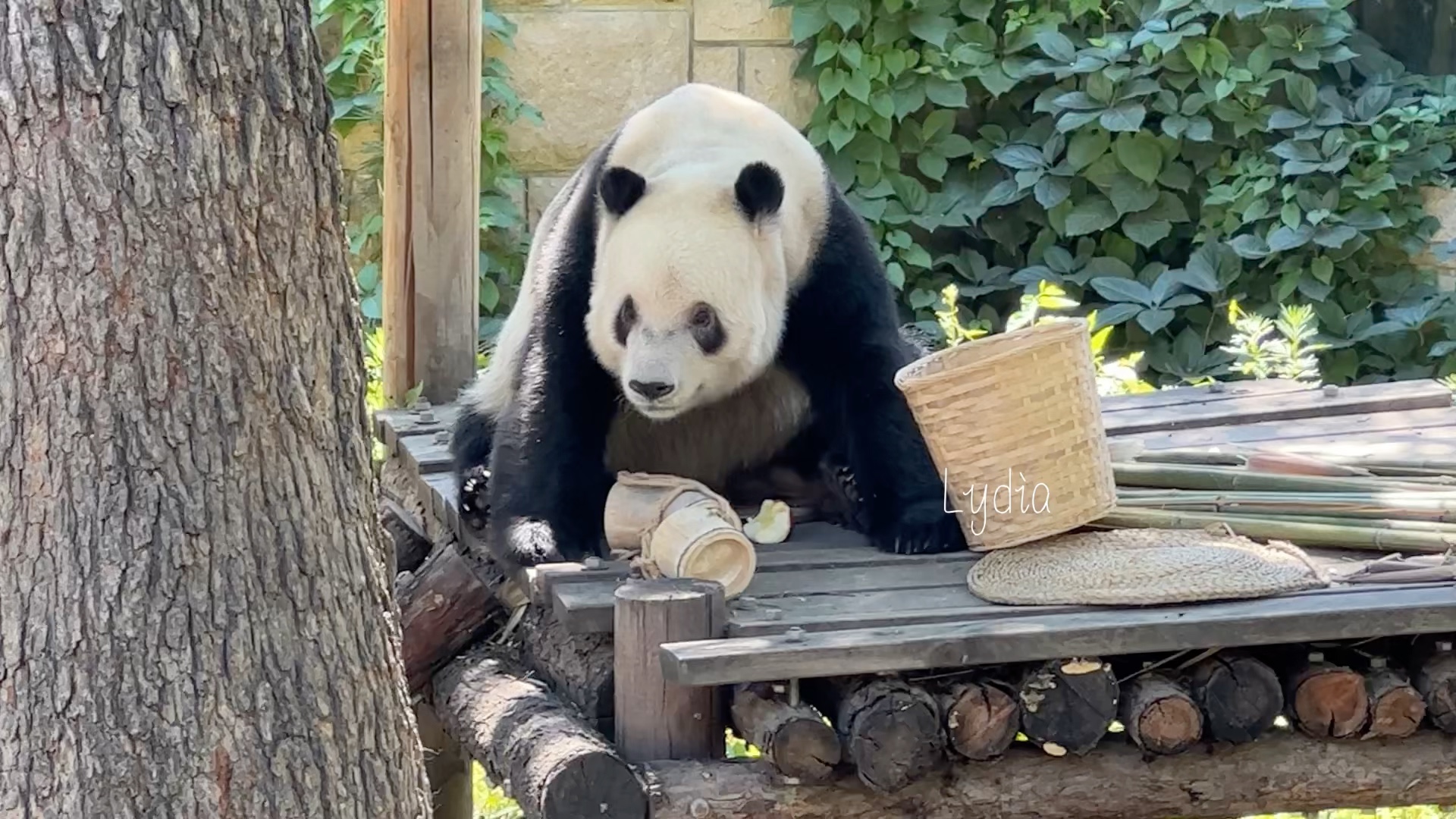 大熊猫萌二吃苹果 难得正脸