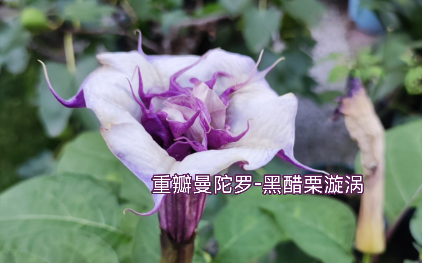 记录|重瓣曼陀罗2