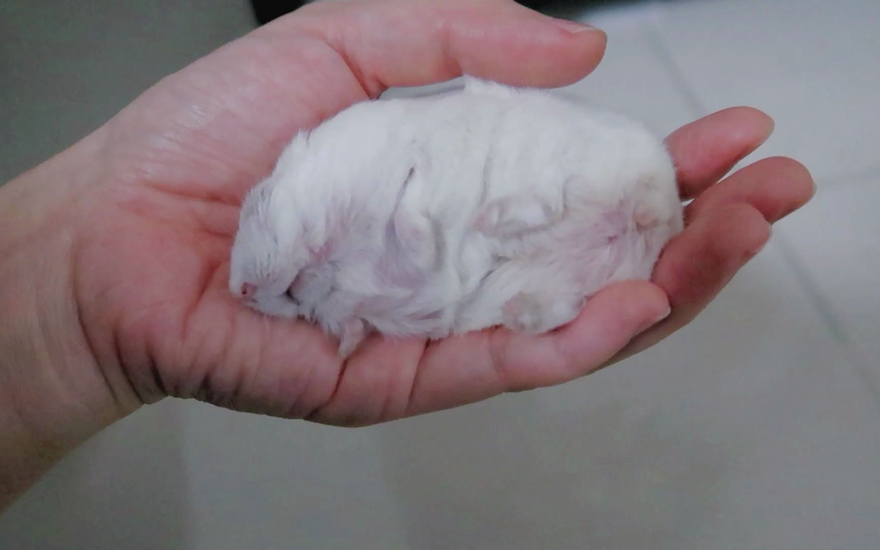 【仓鼠】露肚皮哄睡