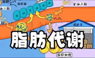 Descargar video: 医学手绘精讲   脂肪代谢过程  | 合成+运输+储存+分解