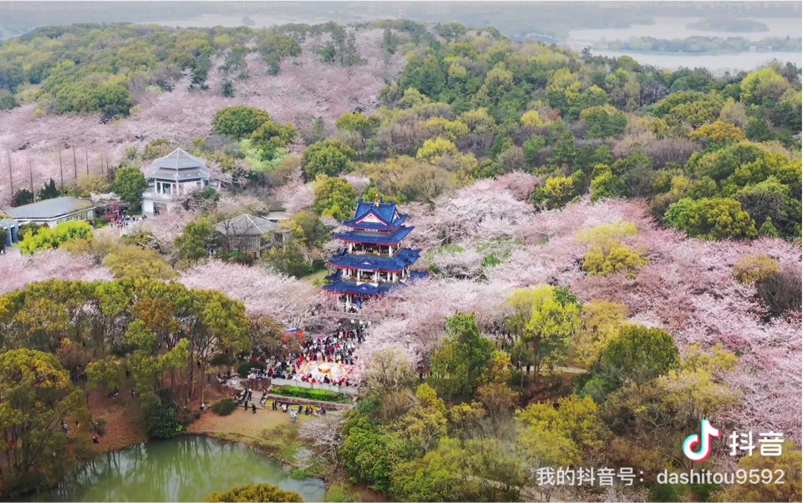 无锡鼋头渚樱花谷2021年航拍