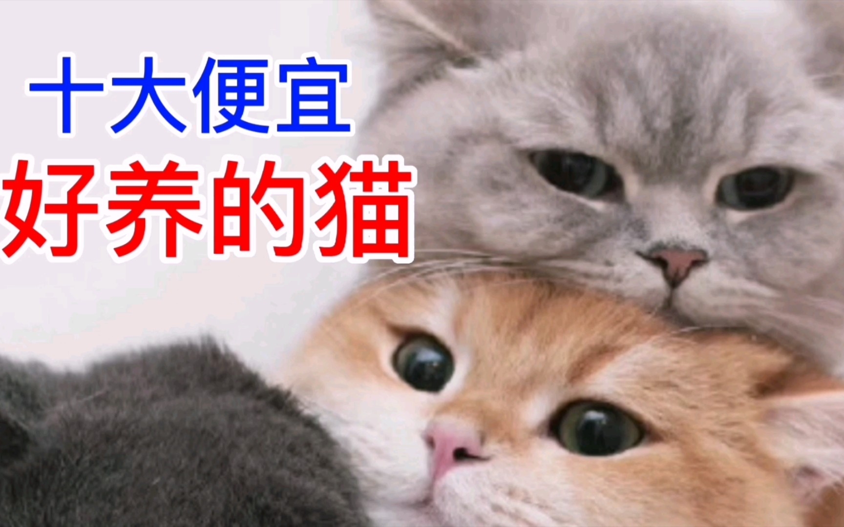 [图]十大便宜好养的猫