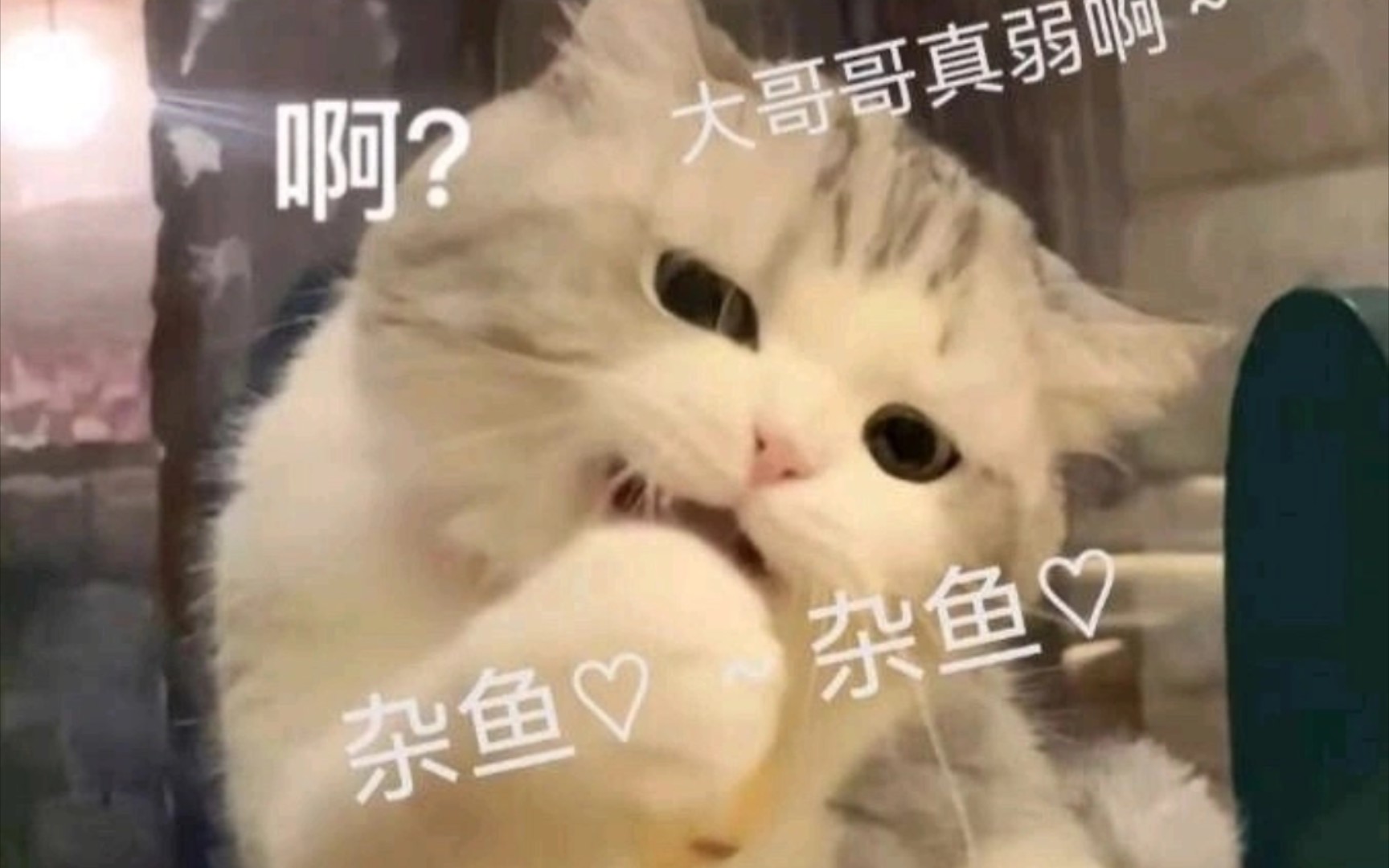 猫吃鱼小动画_彩色铅笔1024-站酷ZCOOL