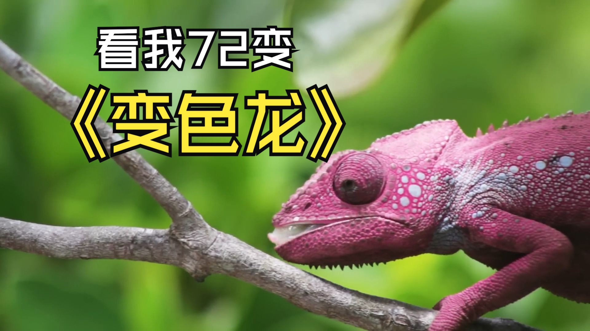 看变色龙1分钟能变出多少颜色,震惊!chameleon changing colors