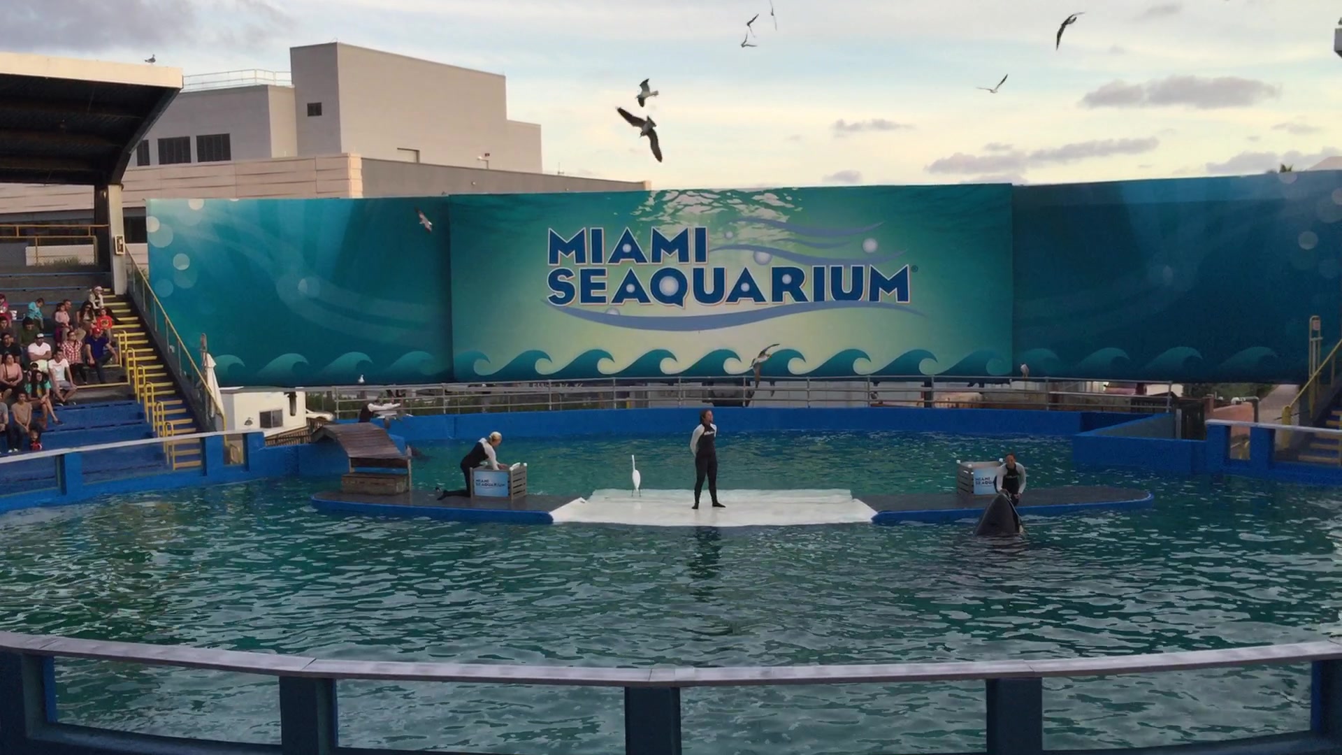 迈阿密水族馆图片