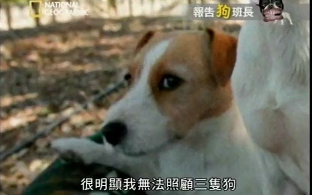 [图]【Dog Whisper】报告狗班长，逐帧分析狗狗肢体语言