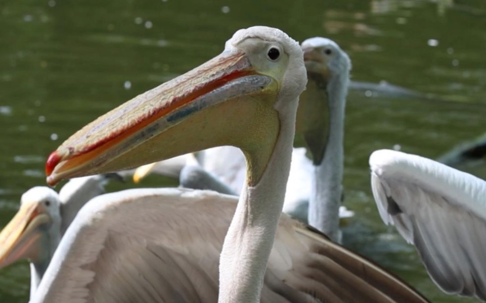 动物世界有什么之"鹈鹕"