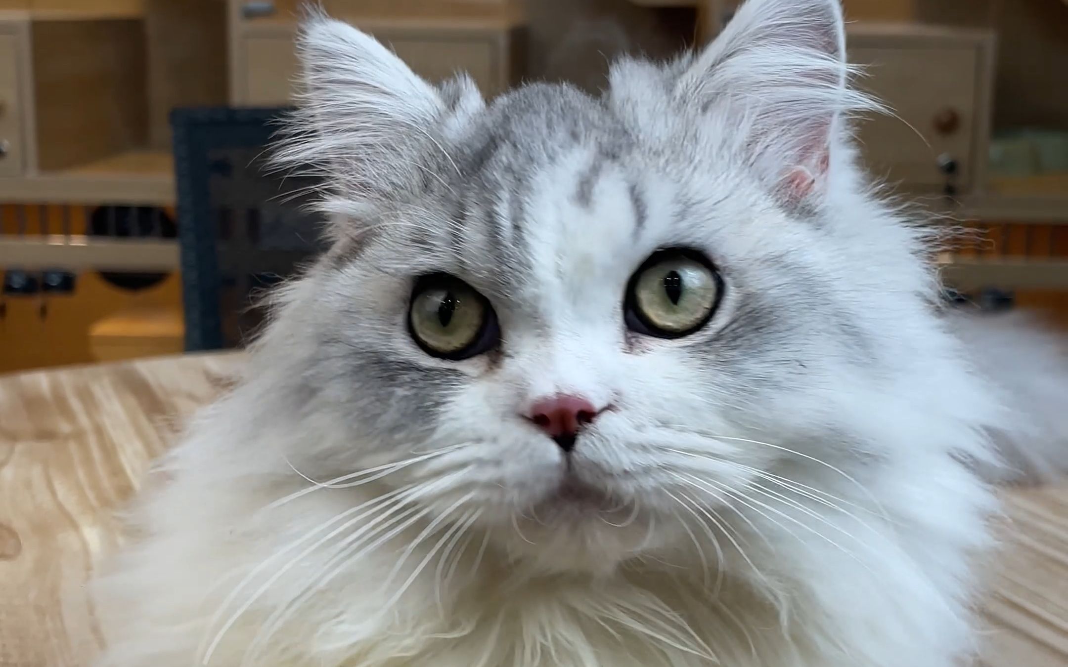 超可爱银白拿破仑弟弟