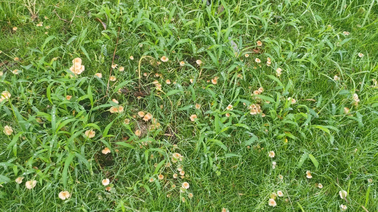 雨后草地蘑菇