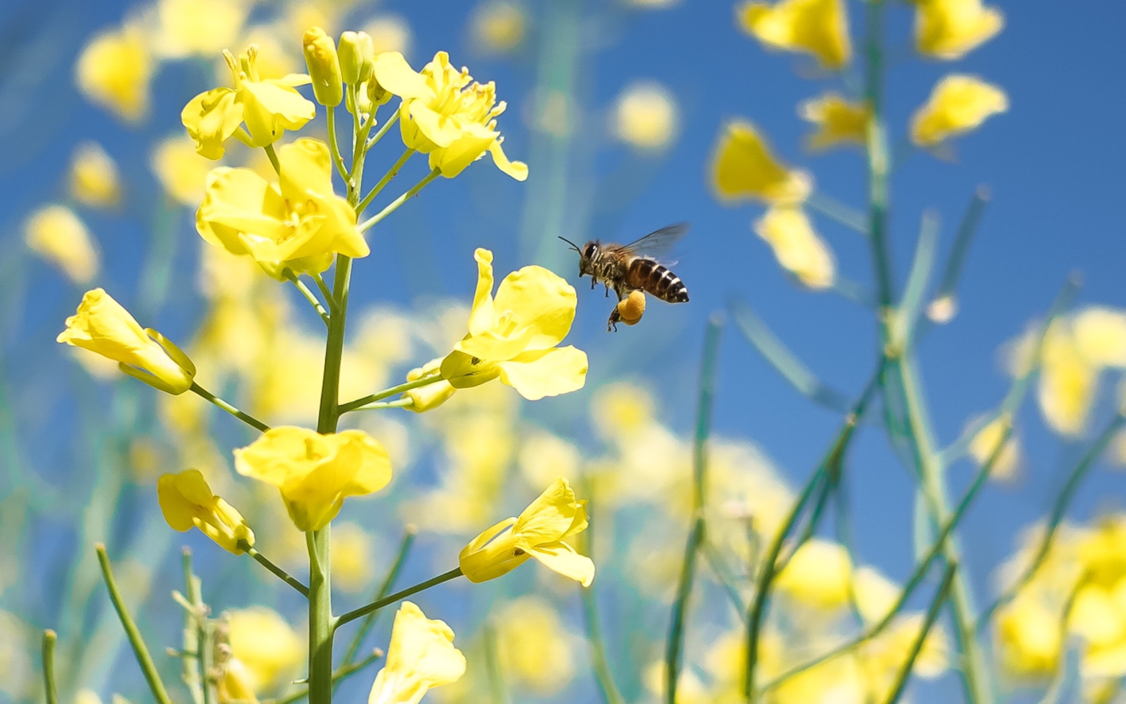 春天来了,一起去拍油菜花吧_哔哩哔哩 (゜-゜)つロ 干杯~-bilibili