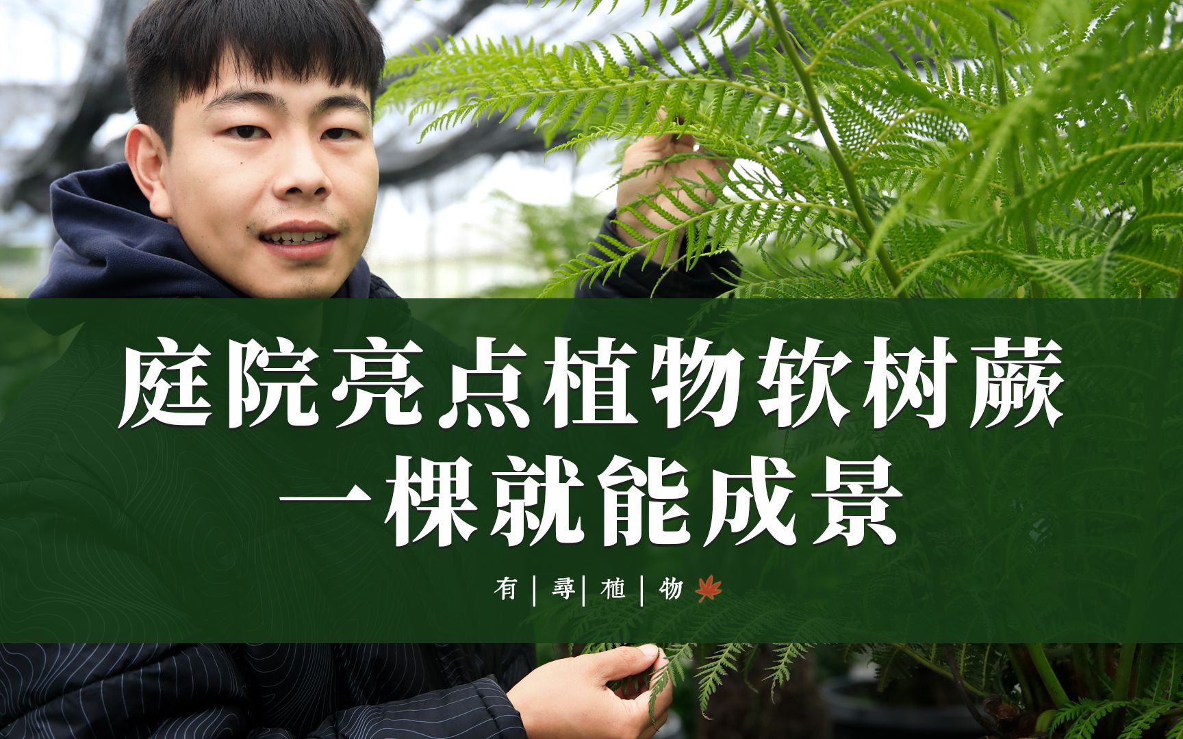 庭院亮点植物软树蕨,一棵就能成景哔哩哔哩bilibili