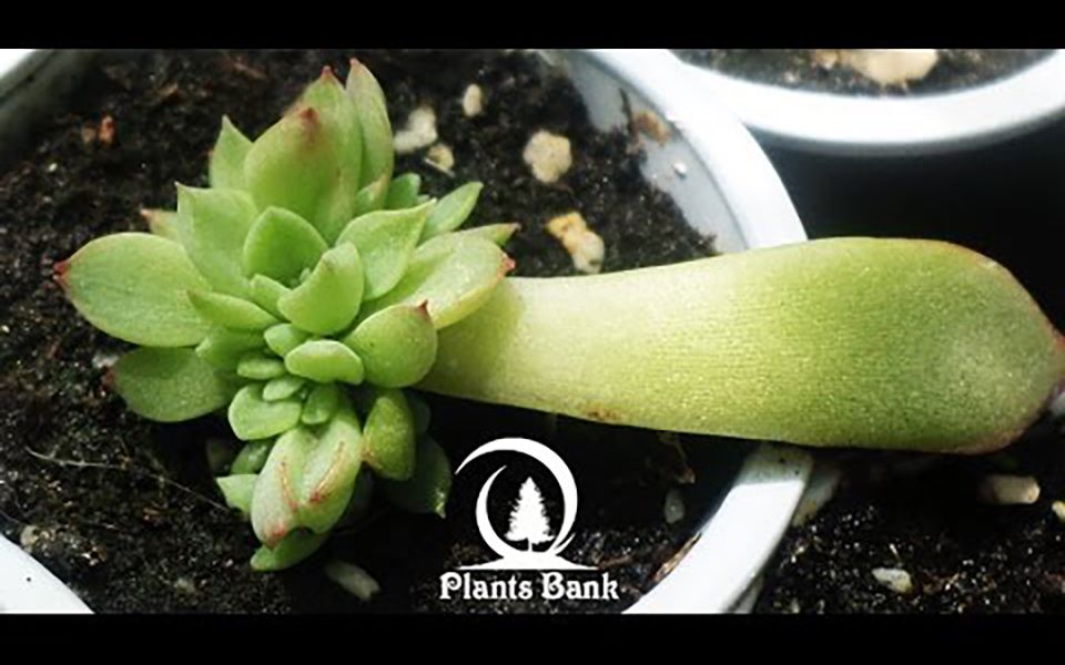 【干货】多肉植物叶插到长大过程全纪录 || Plants Bank【斑豆搬运】哔哩哔哩bilibili