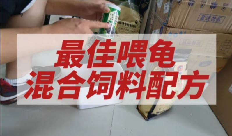 蛋龟玩家最佳喂龟混合饲料配方,营业均衡才不会生病.哔哩哔哩bilibili