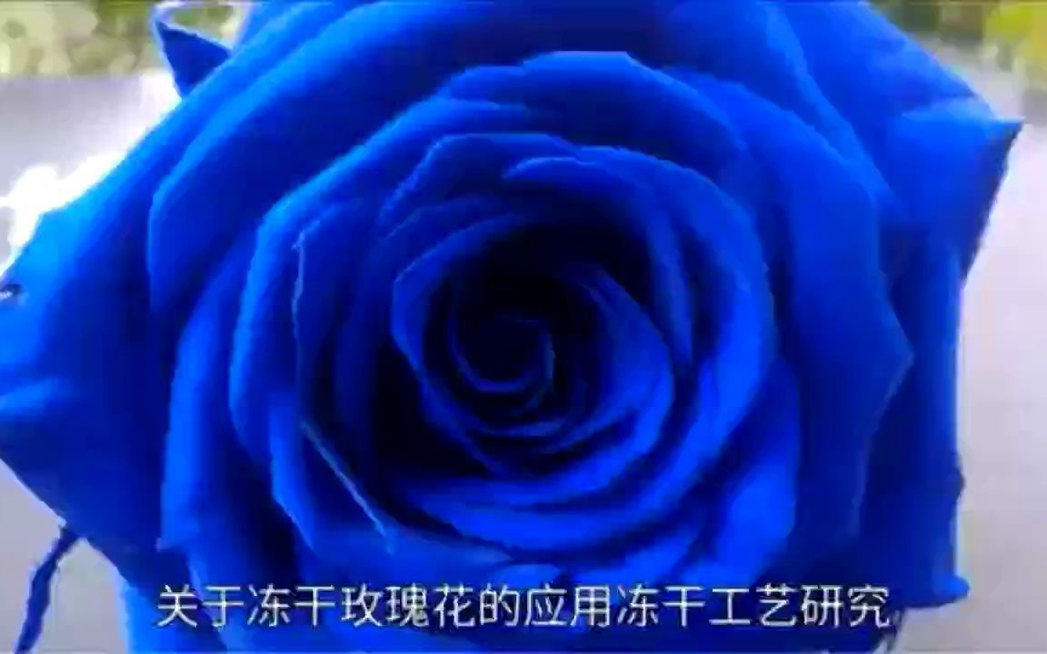 冻干永生花的工艺研究哔哩哔哩bilibili