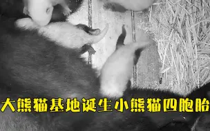 Download Video: 超可爱！成都大熊猫繁育研究基地喜诞小熊猫四胞胎