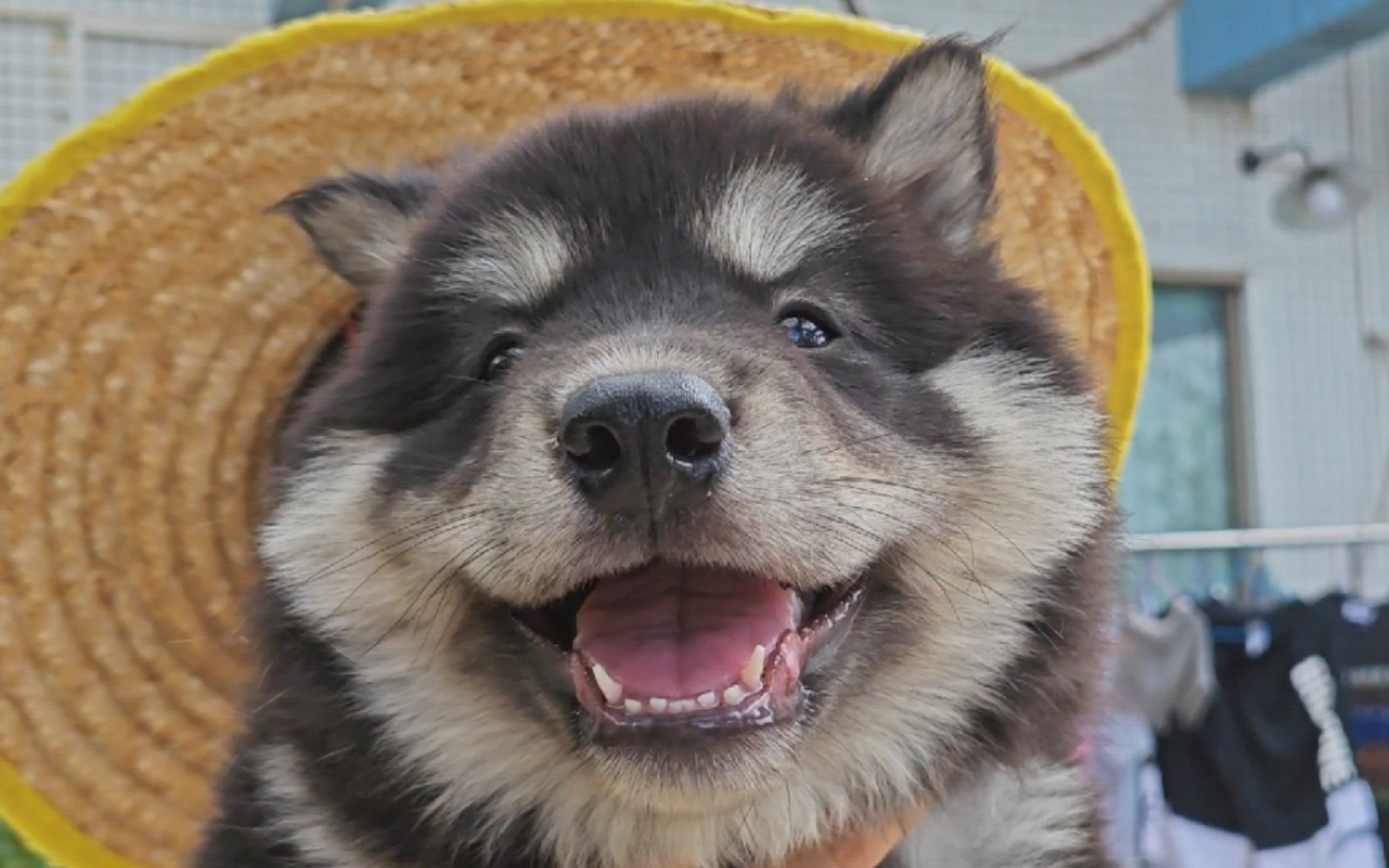 铁包银四眼土松,完美!