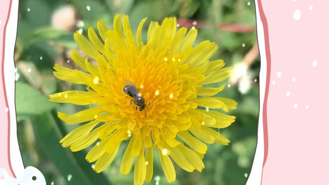 小蜜蜂采蜜长裂苦苣菜
