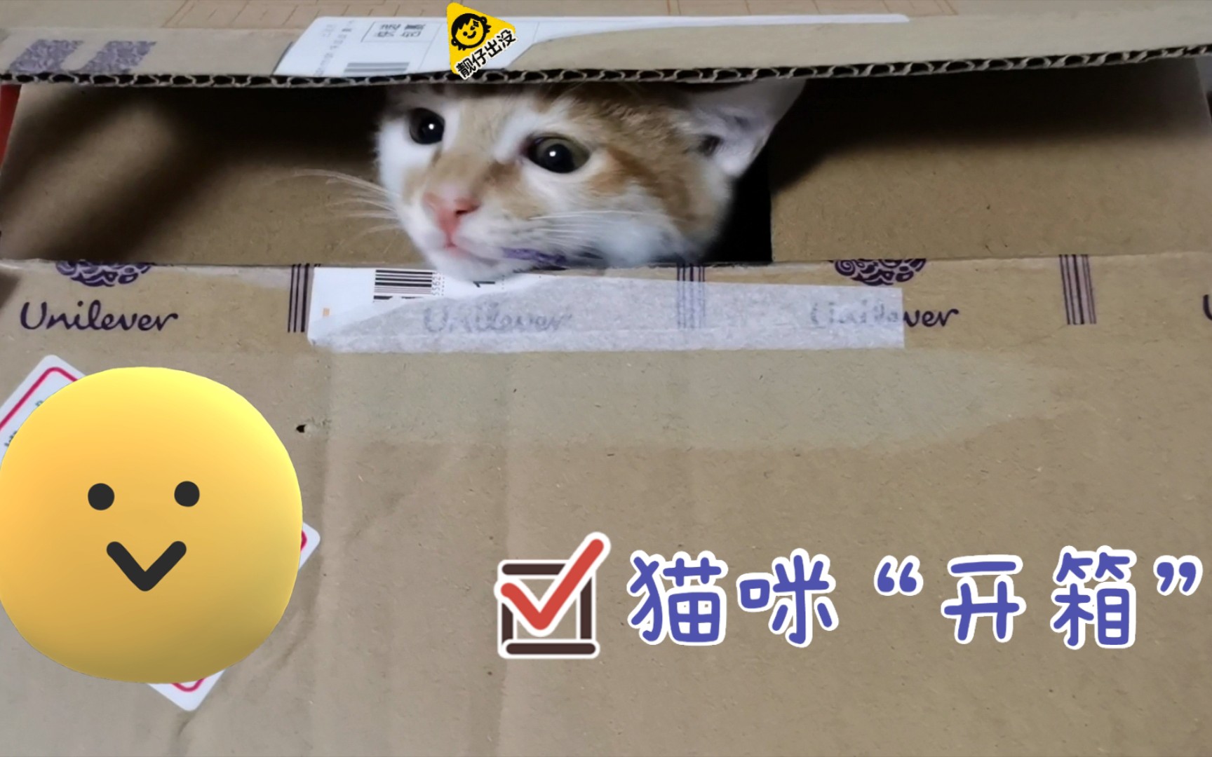 活动作品开箱开到一只小猫咪