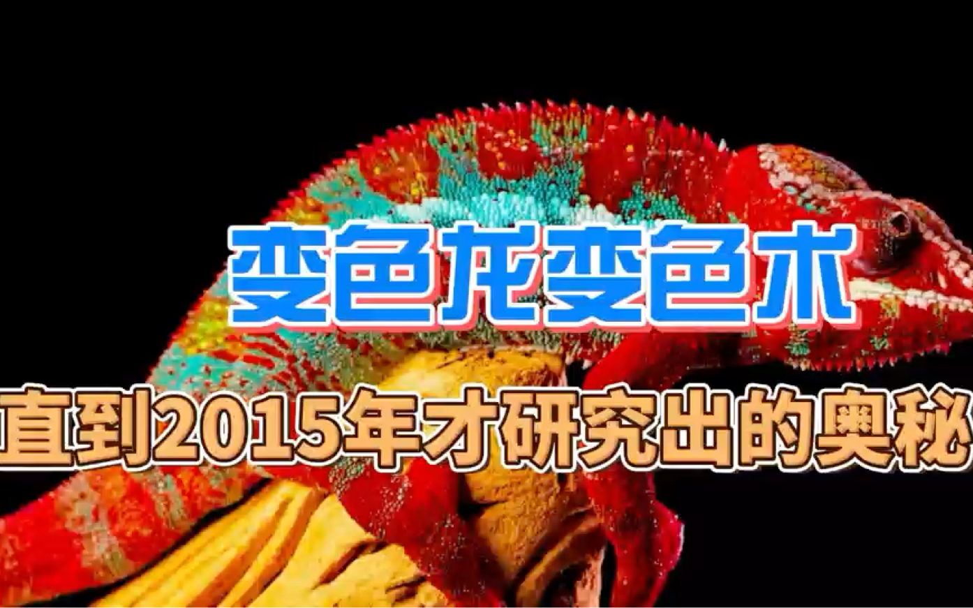 变色龙为什么会变色?直到2015年才发现的奥秘哔哩哔哩bilibili