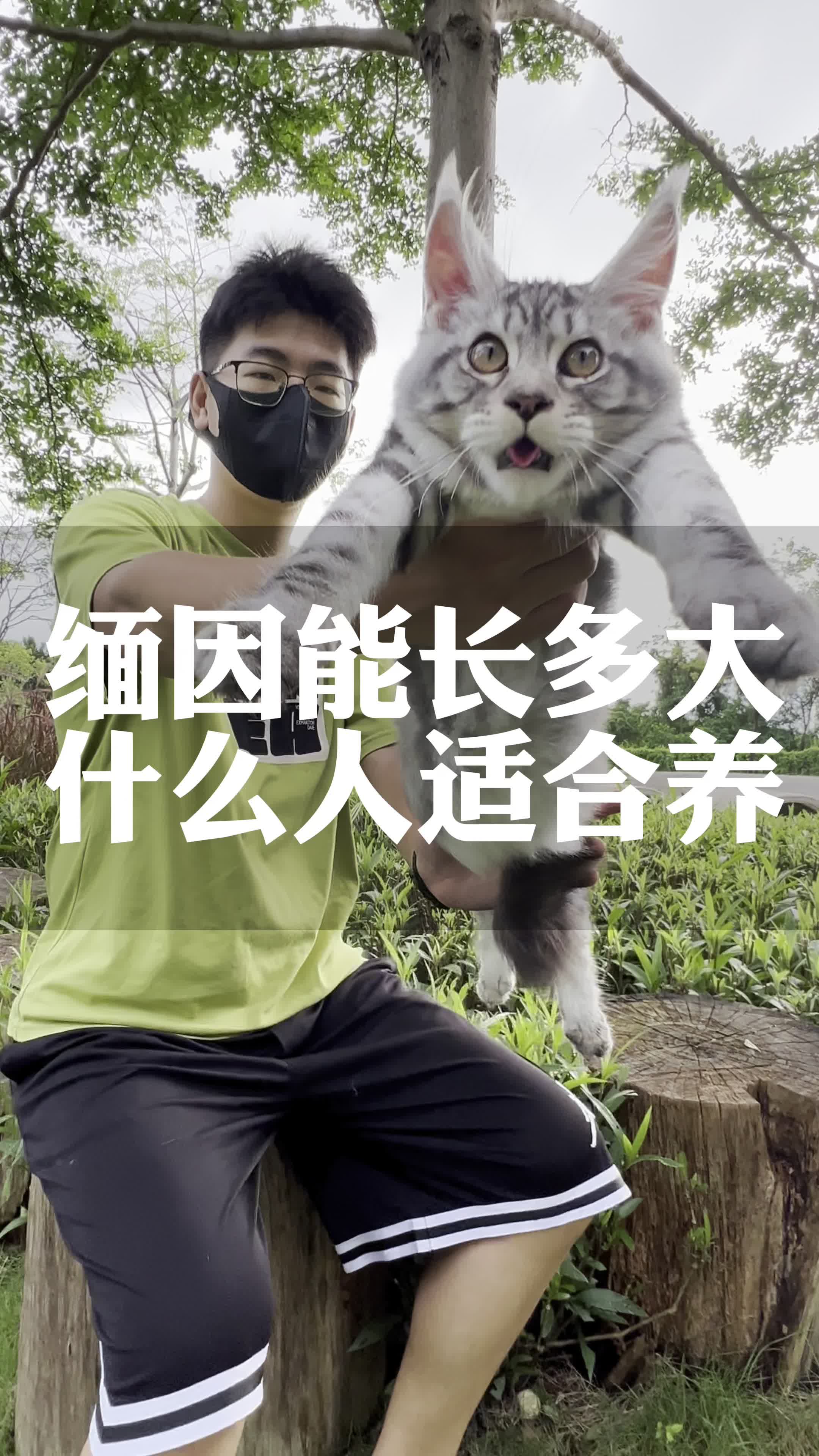 缅因猫能长多大?缅因猫什么人适合养?缅因猫性格怎么样?缅因猫如何选?缅因猫要这样看!#萌宠推荐官 #缅因猫 #缅因哔哩哔哩bilibili