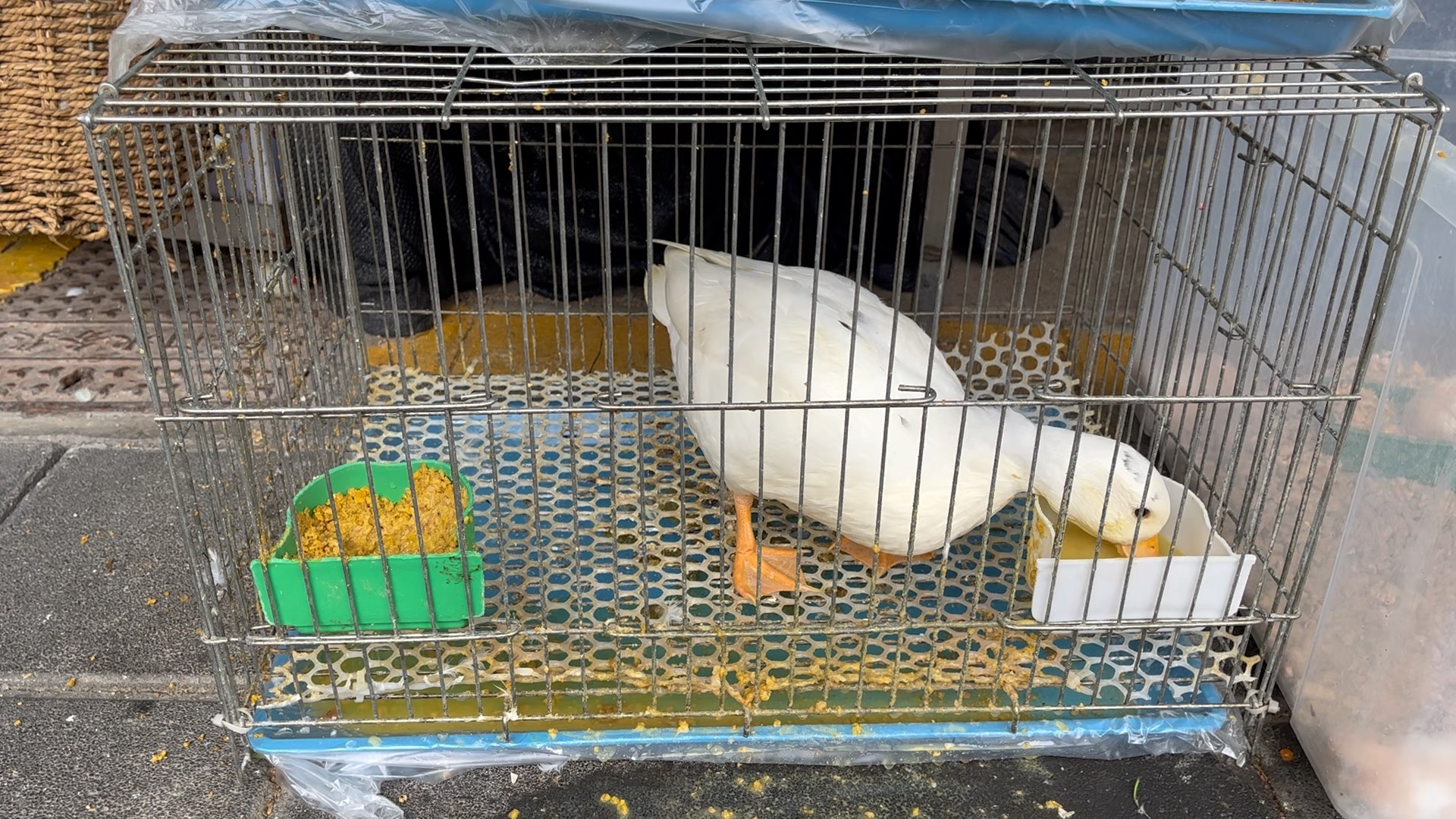 鸭子吃饭喝水 左边一口右边一口 哈哈哈