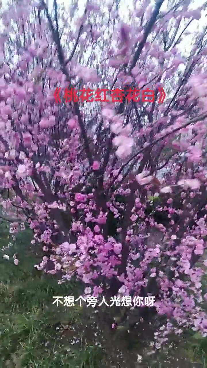 桃花红菜花黄图片