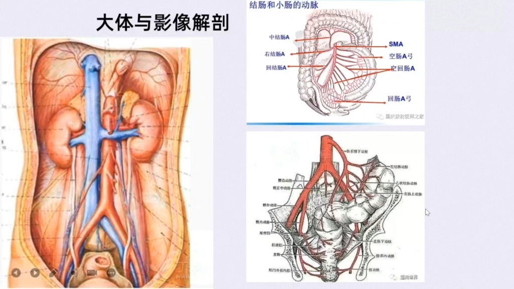 腹壁下动脉的体表投影图片