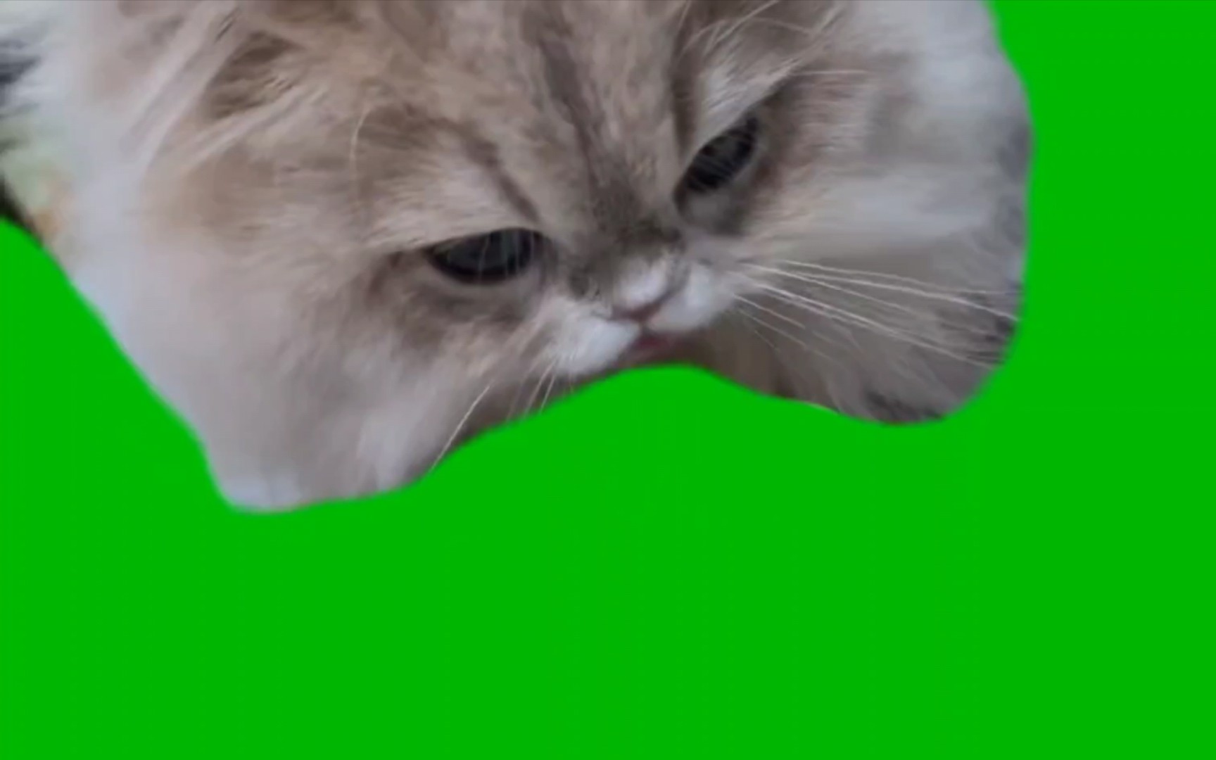 猫咪吃东西绿幕版
