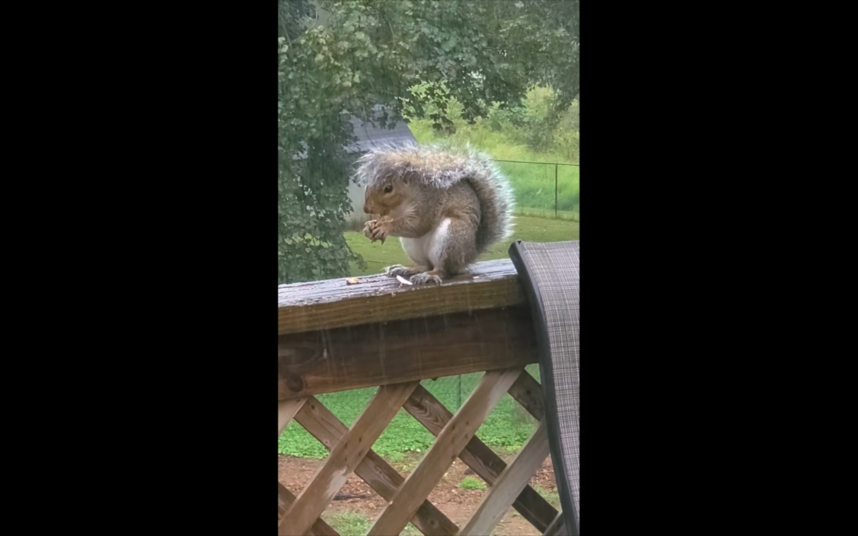 聪明的小松鼠用尾巴当雨伞_哔哩哔哩_bilibili