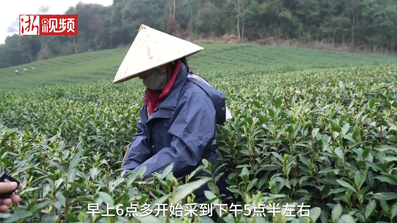 [图]未来几天有降温 杭州茶农田间采茶忙