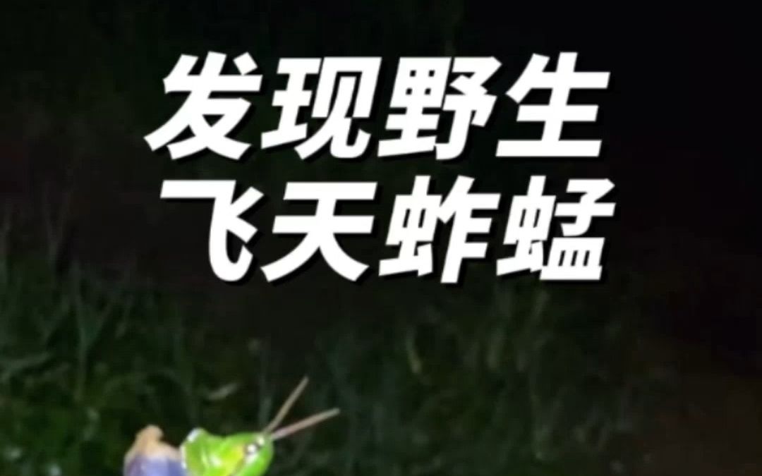 发现野生飞天蚱蜢哔哩哔哩bilibili