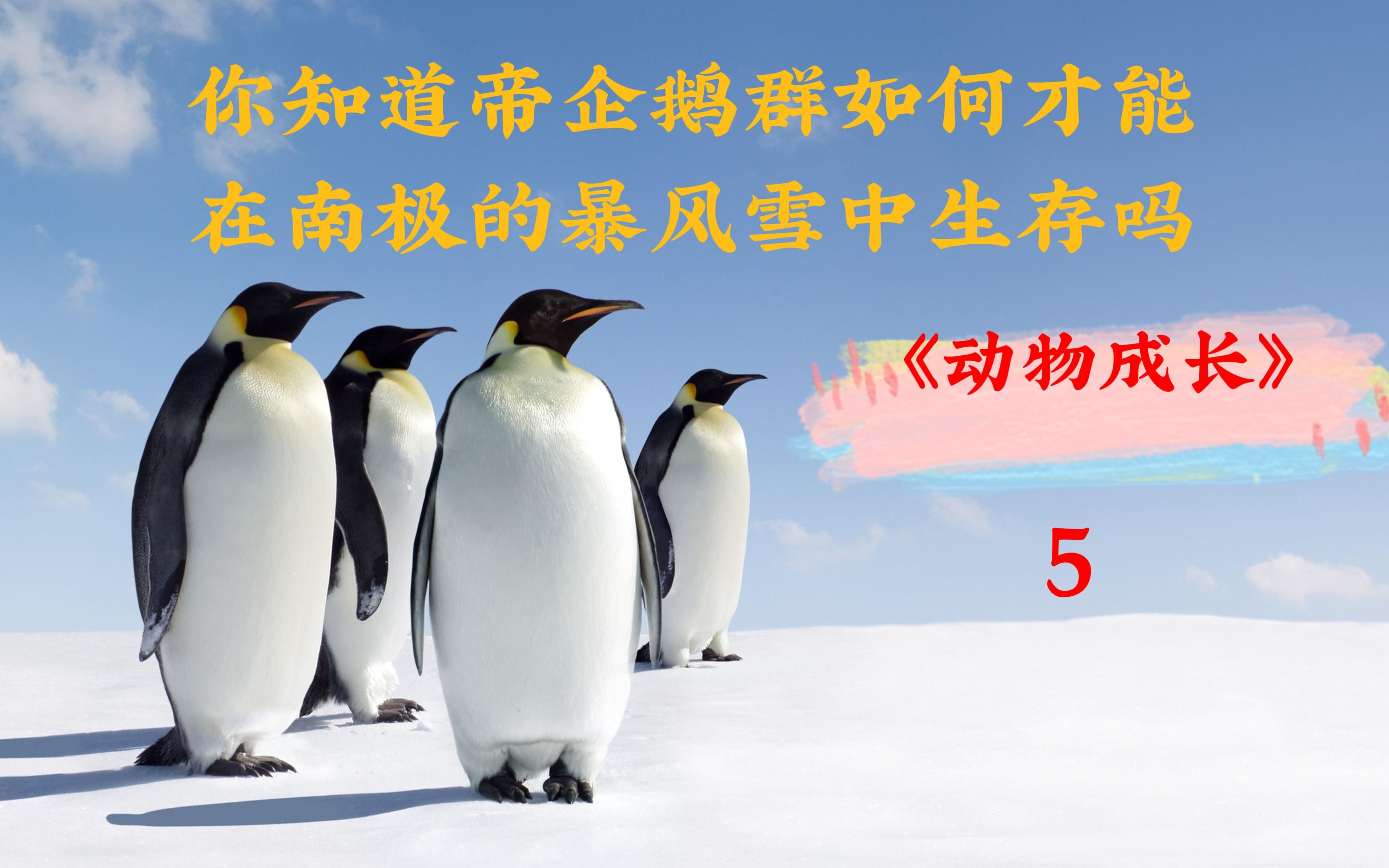 在南极这种极端的天气下该如何生存,帝企鹅来告诉你答案!哔哩哔哩bilibili