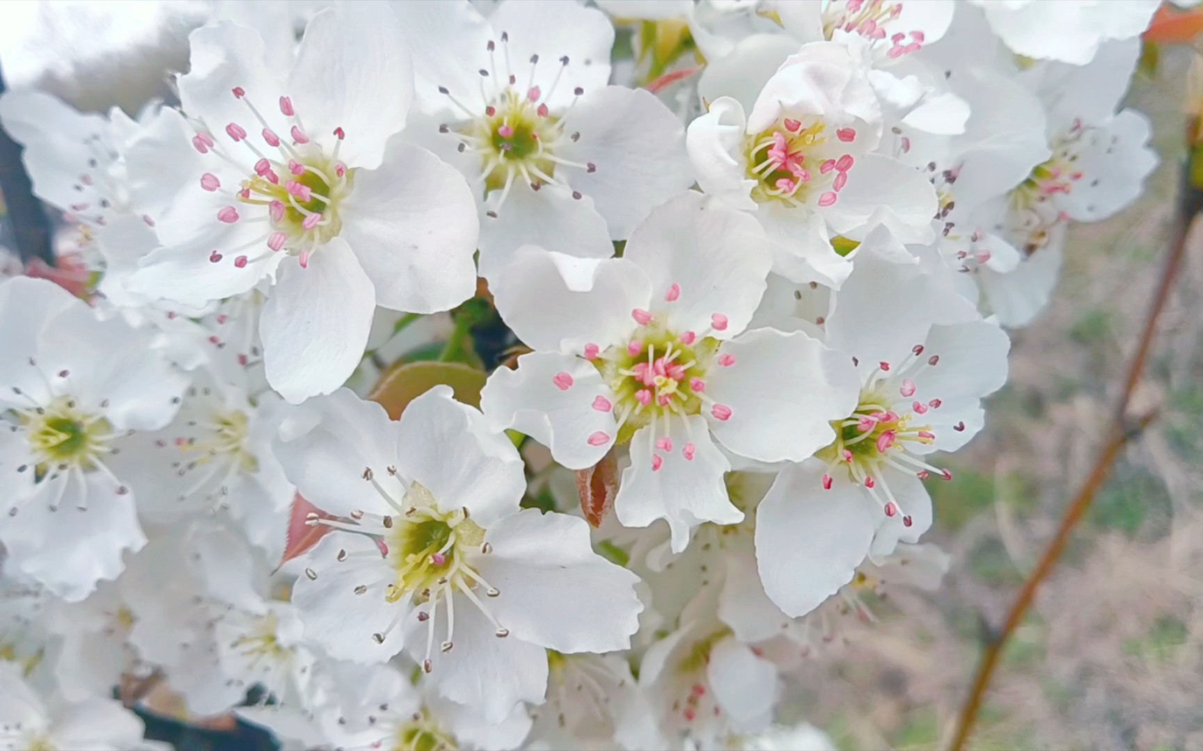 【梨花】这片梨花也是后种的.都是大苗移栽过来给村里打造景点的.所以每一棵树都没什么长侧枝.我喜欢那种树形比较自然的.哔哩哔哩bilibili