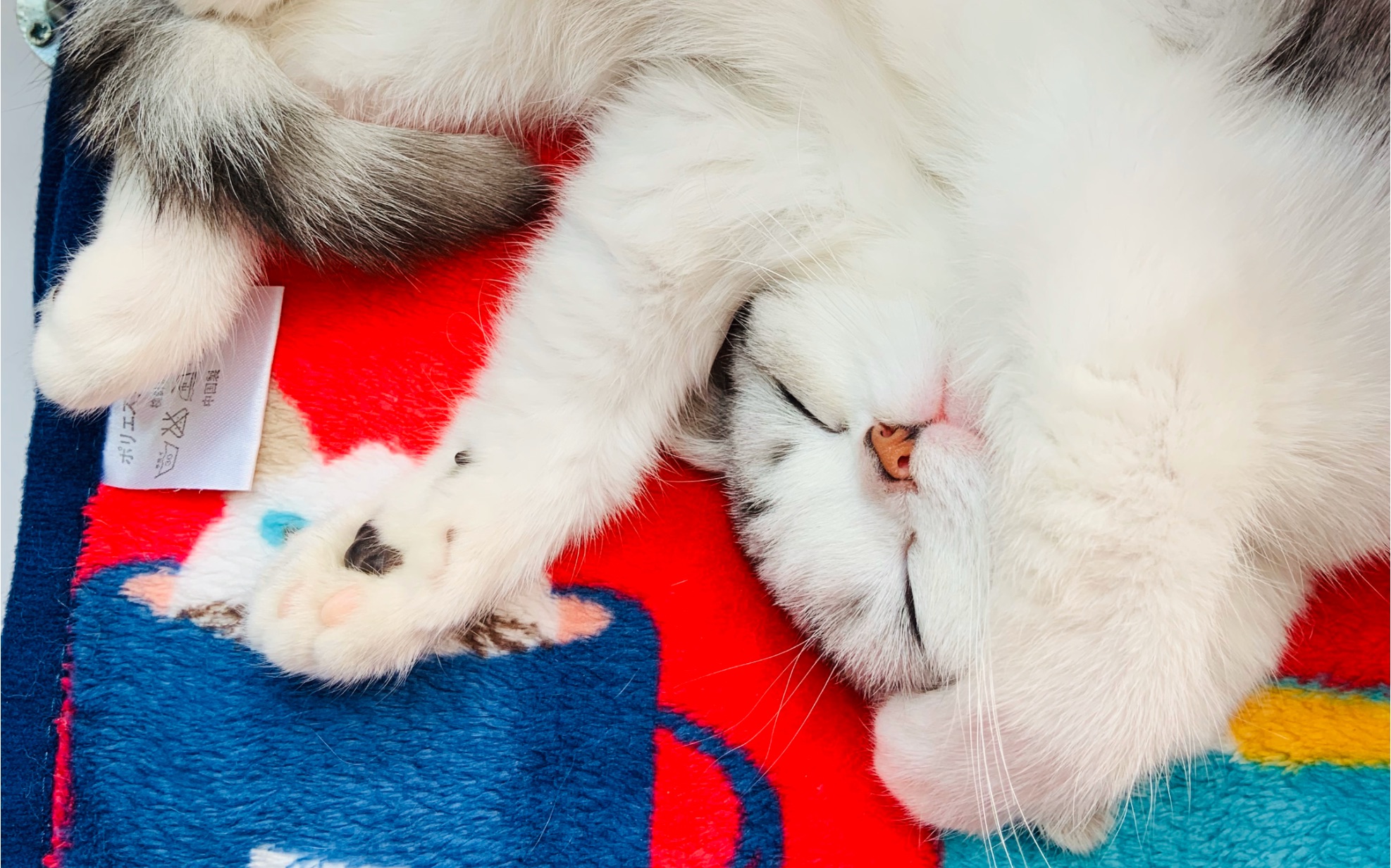 乖乖睡觉的喵喵都是小天使